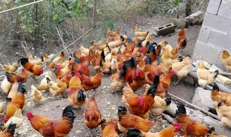 「销售渠道」养鸡销售渠道怎么找？